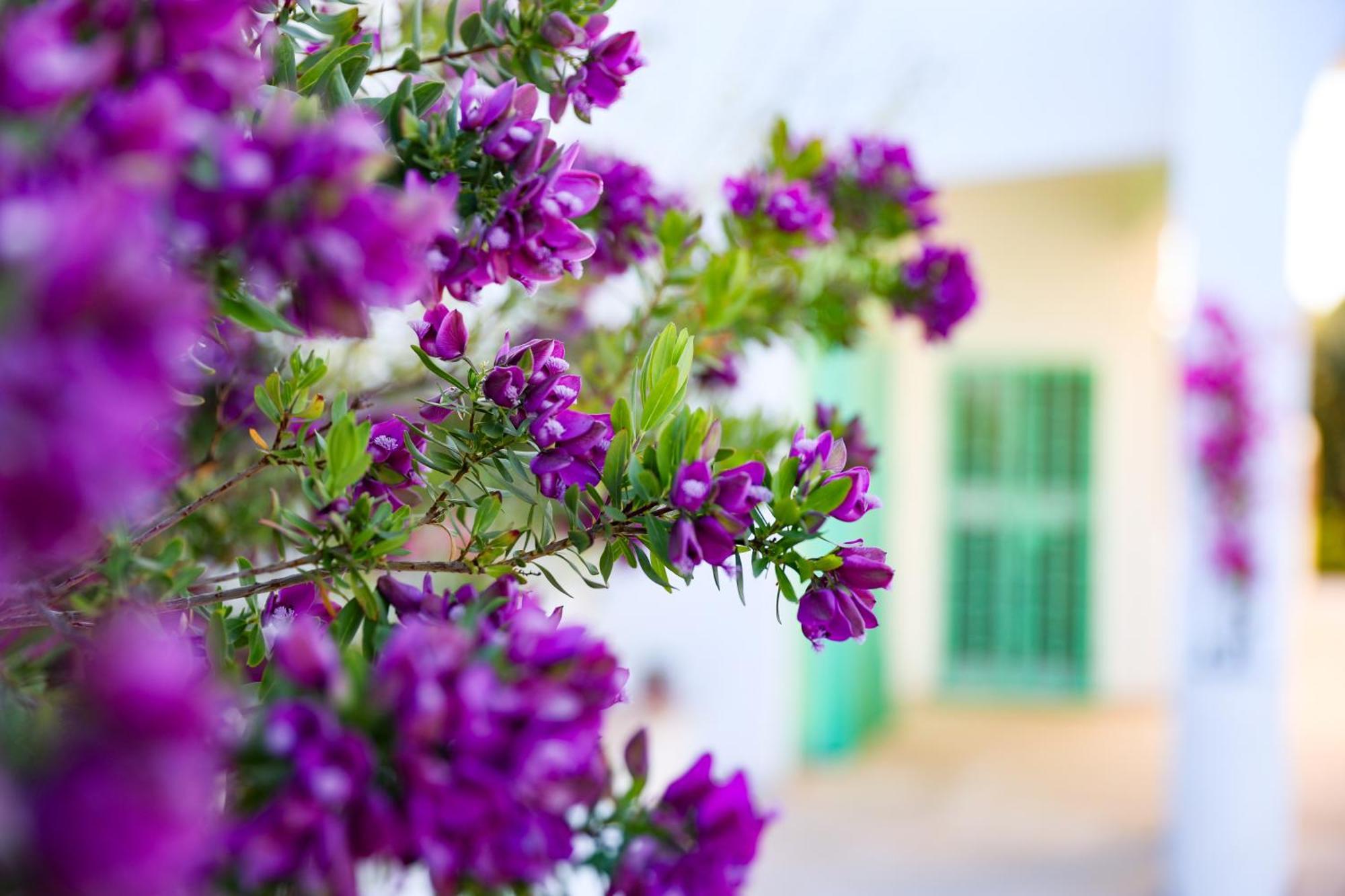 Villa Mina Ostuni Exterior photo